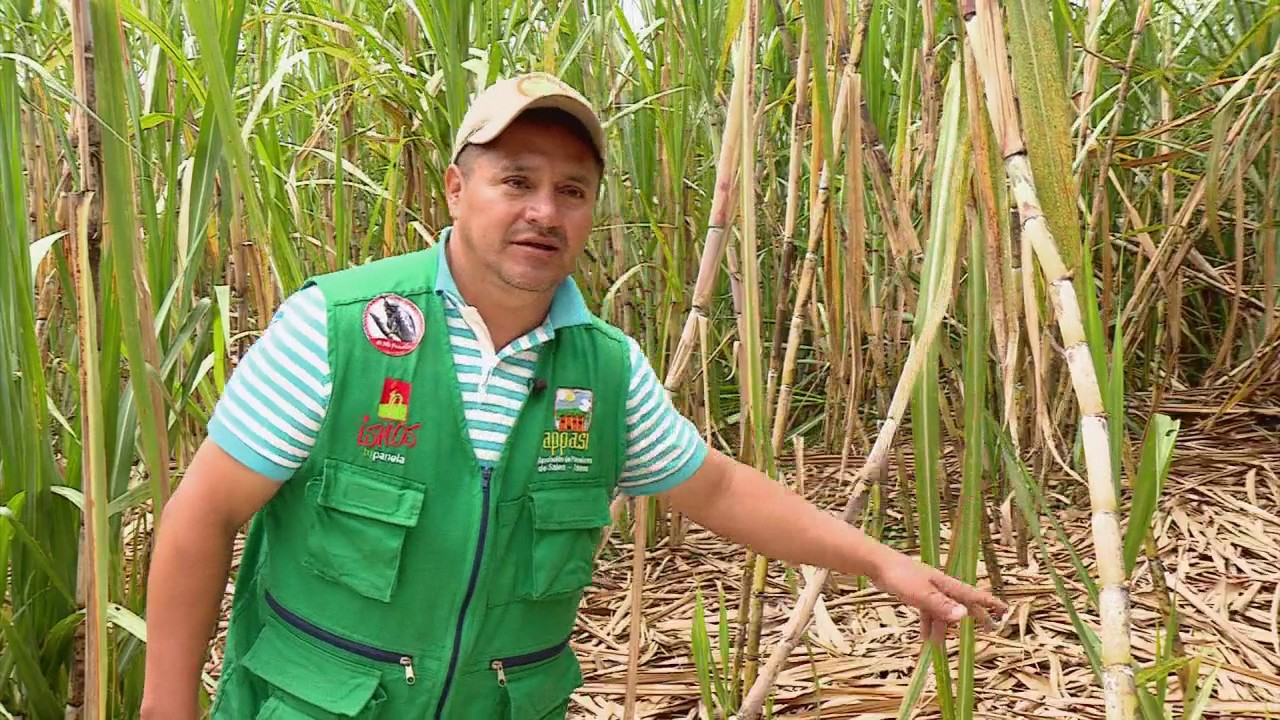 Aprenda con La Finca de Hoy a cultivar caña | La Finca de Hoy