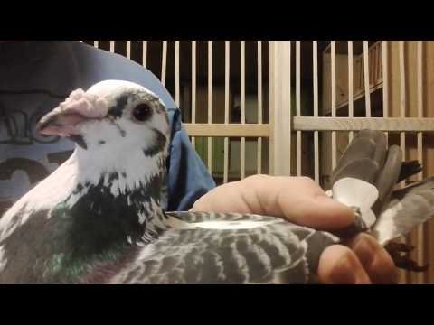 Wideo: Gołąb Składa Skrzydła