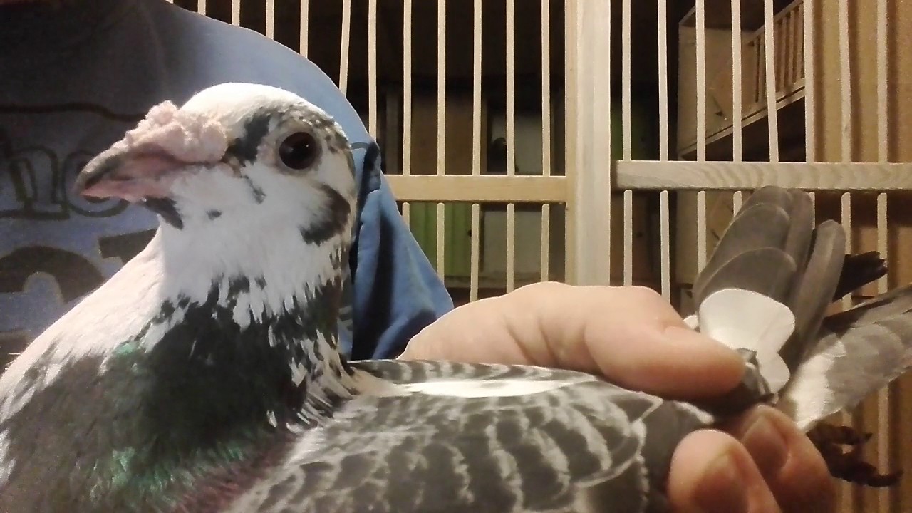 Строение крыла дальних голубей. Марафонцы на 1000 км.