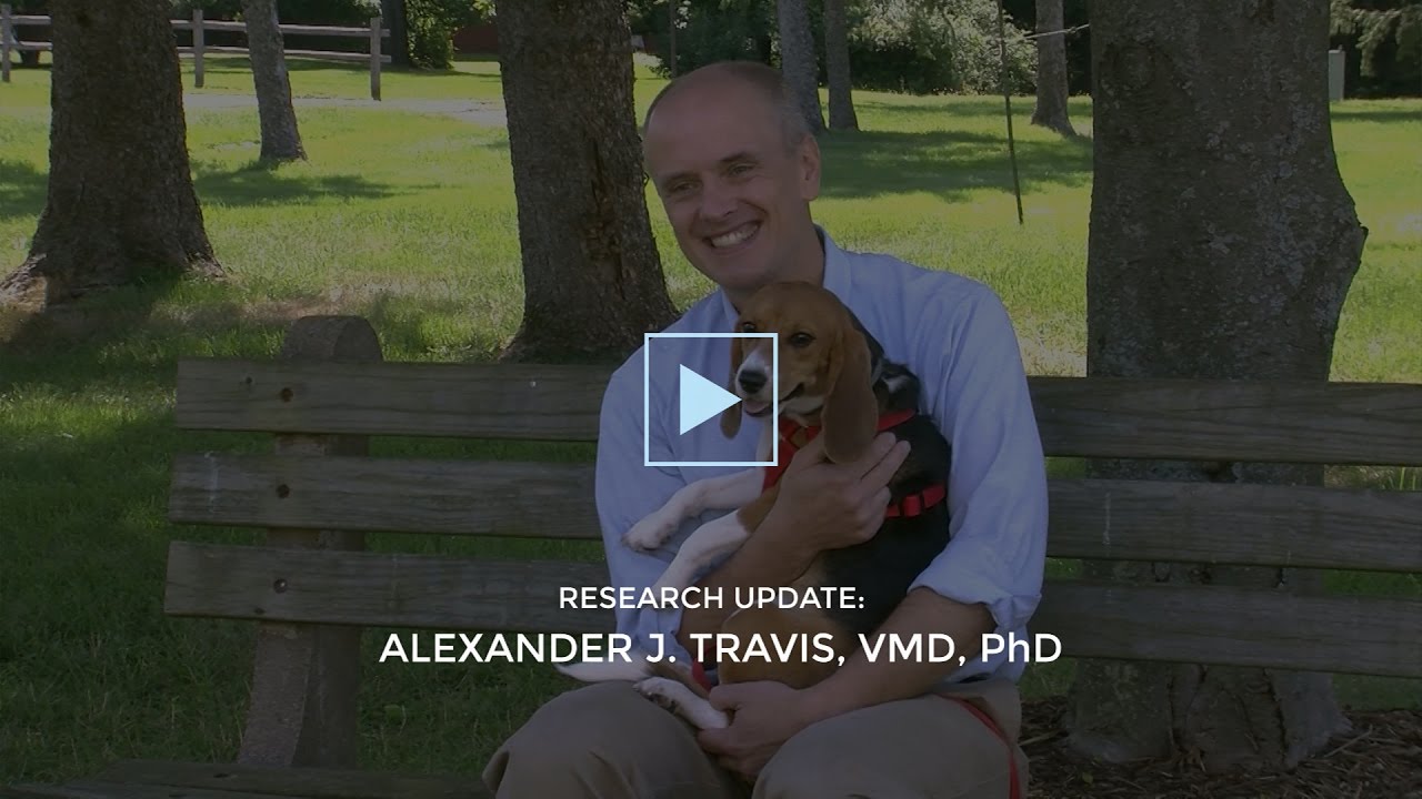 cornell university college of veterinary medicine ranking Baker Institute Research Highlight: World’s first in vitro puppies born at the Baker Institute