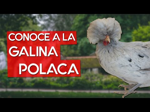 Video: Información sobre los pollos polacos crestados