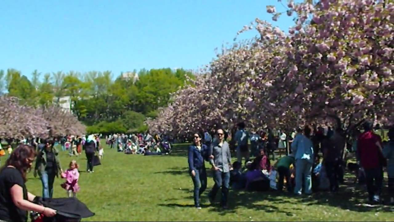 Hanami - Cherry Blossoms - YouTube