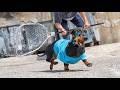 Fake Animal Control! Cute &amp; funny dachshund dog video!