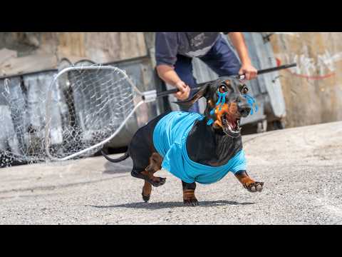 Video: Dashing köpek GoPro ve bizim kalpler çaldı
