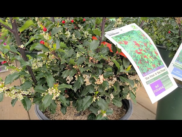 Ilex 'Blue Prince' & 'Blue Princess' (Holly) // 💙💙Berries Galore On Two Evergreens In The Same Pot!