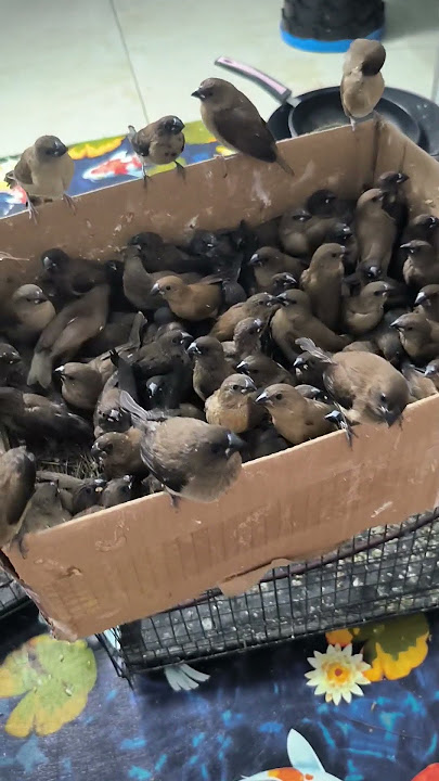 VIRAL!! KEEPING HUNDREDS OF EMPRIT BIRDS