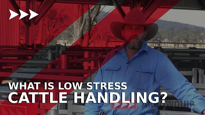 Livestock Handling Tip: What is Low Stress Cattle Handling -  Boyd Holden