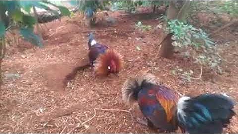 Gà rừng rặc và f1 đại chiến hay tập 4