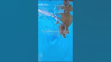 تلاوة تهز القلوب من القرآن الكريم #القرآن#القرآن_الكريم#تلاوة#تلاوة_خاشعة#كلام_الله
