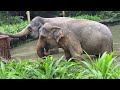 Singapore Zoo elephant feeding food