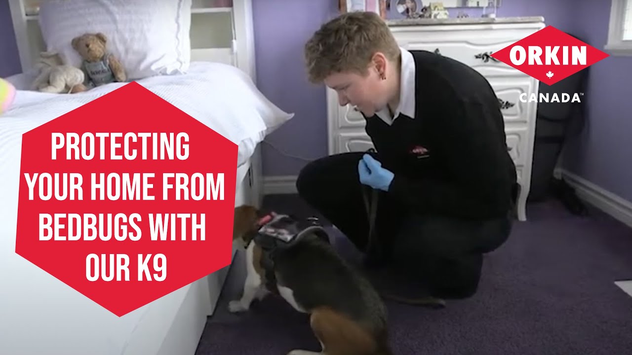 How Can I Protect My Dog From Bed Bugs