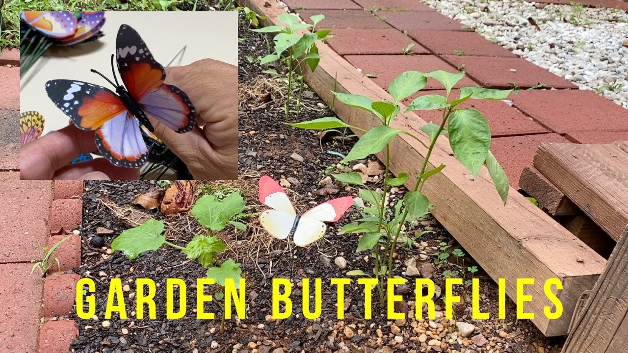 Garden Butterflies & Dragonflies Gardenscapes YouTube