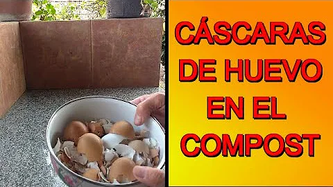 ¿Las cáscaras de huevo en el compost atraen a las ratas?