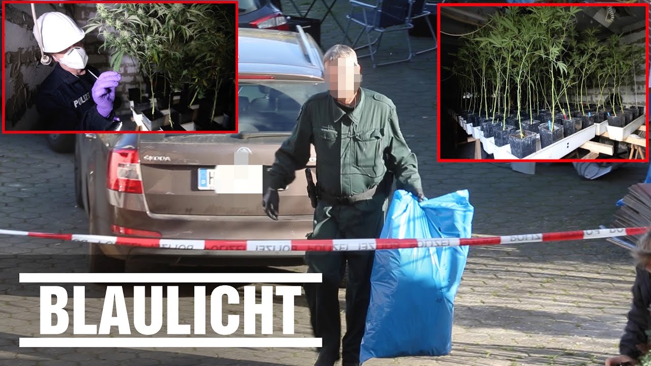 Hanfplantage - Polizisten stellen 250 Marihuana-Pflanzen sicher