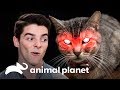 ¡Hombre vs. gatos asesinos! | Mi gato endemoniado | Animal Planet