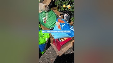 Ranking the Average Tuxedo Cat Behaviour