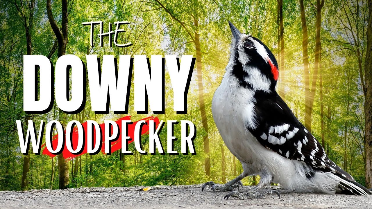The DOWNY WOODPECKER | Smallest in North America