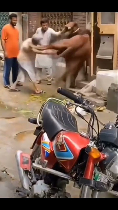 tendangan maut #sapi #sapilucu #tendanganmaut #youtubeshorts #shortvideo #viralshorts