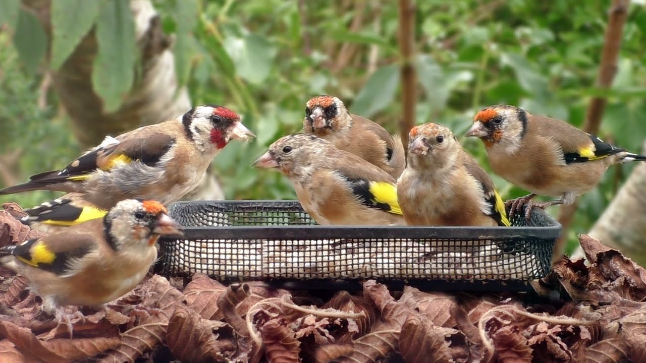 juvenile goldfinches in autumn european goldfinch youtube