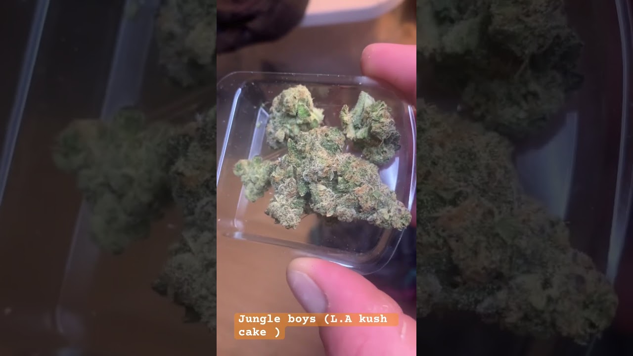 Jungle boys (L.A kush cake )32% thc