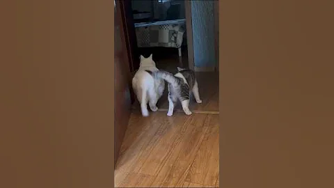 Video 10556371: kitten cats animals catlover, funny cat