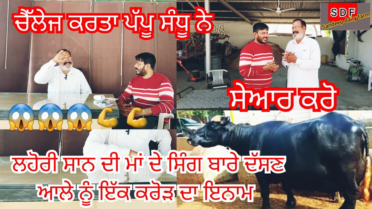 9March 2023 PH 80540-00065-97810-00015 ਪੱਪੂ ਸੰਧੂ ਅੱਜ ਵੇਖੋ ਨੀਲੀ ਦੀਆ ਝੋਟੇ ਸੂਰਜ #foryoupage #trending