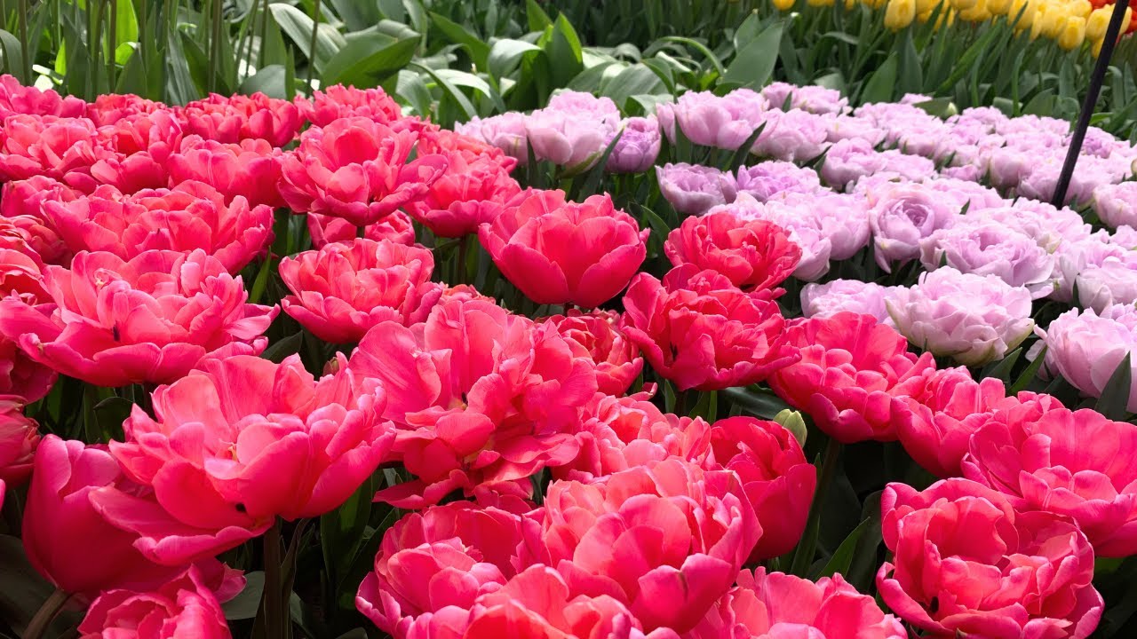 Как натянуть натяжной потолок на круглый каркас - 88 фото