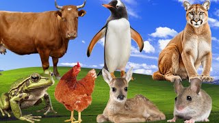 Amazing Animal Sounds - Pinguen, Cow, Deer, Ant, Chicken, Frog, Puma, Mouse - Cute animals