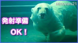 リラロケット発射！今日の授乳場所は？ Polar Bear　Rocket Swimming