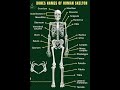 Bones Name Of Human Skeleton || मनुष्य के हड्डियों की संरचना  || Global Education Wave