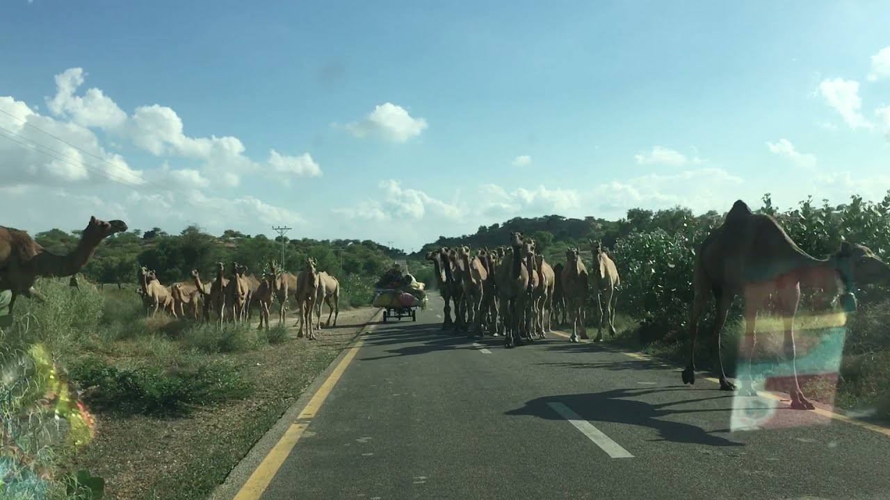 Camel herd video Walking on road on desert in Pakistan | unt ki video | Camel video