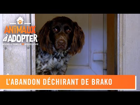 Vidéo: Pet Adoptable de la semaine - Reno