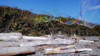 Giant bubbles with rainbow bubble shadow on Driftwood @ White Rock Beach in Slow Motion  ASMR  Waves