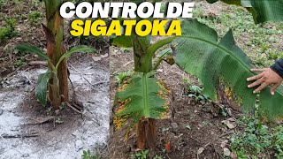 Control de la Sigatoka y Abonos en Plantación de Plátano y Banano