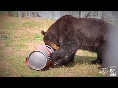 Brown Bear Rescue from Japan to Yorkshire Wildlife Park - Short Film