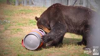 Brown Bear Rescue from Japan to Yorkshire Wildlife Park  Short Film