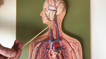Blood Vessels Human Model 1