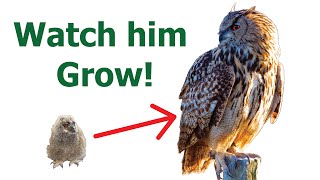 THE FIRST YEAR WITH MY OWL | One week old owl | How to raise an owl & How to train an owl