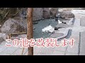 昔の池ビフォーアフター動画です　錦鯉　自宅池　改装作業　左官　庭池　濾過槽　Koi Farm new Koi House　nishikigoi　日本庭園　造園　和風　アクアリウム　飼育　ปลาคราฟ