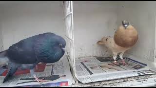 Edinburghdoos. Pigeons. Horseman. Pouters.