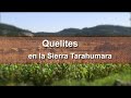 Quelites en la Sierra Tarahumara.