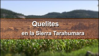 Quelites en la Sierra Tarahumara.