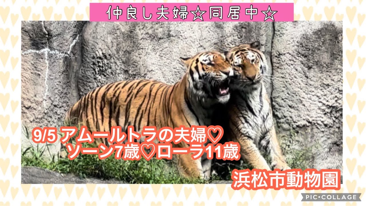 9/5 Зоопарк города Хамамацу Пара амурских тигров (Торн♡Лола)
