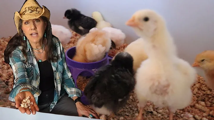 How to Raise Baby Chicks NO HEATLAMP and other tri...