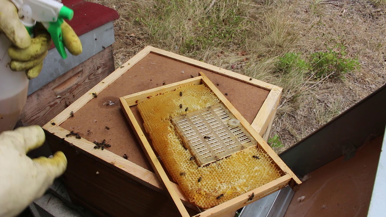 Criação de rainha pelo sistema nicot- Parte 1