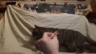 Horacio the handsnake and the cat