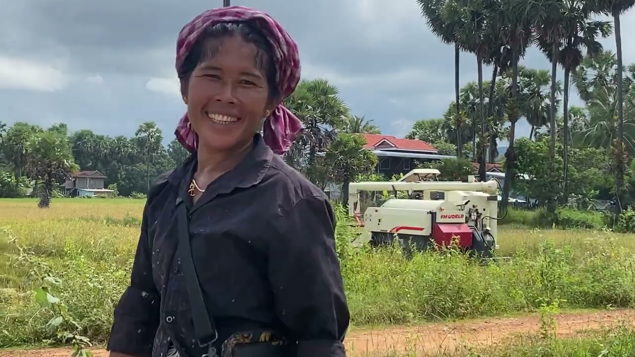 Rice Harvesting in the Cambodian Countryside​Farmers Working Hard Despite Low Prices​, It`s so Hard.
