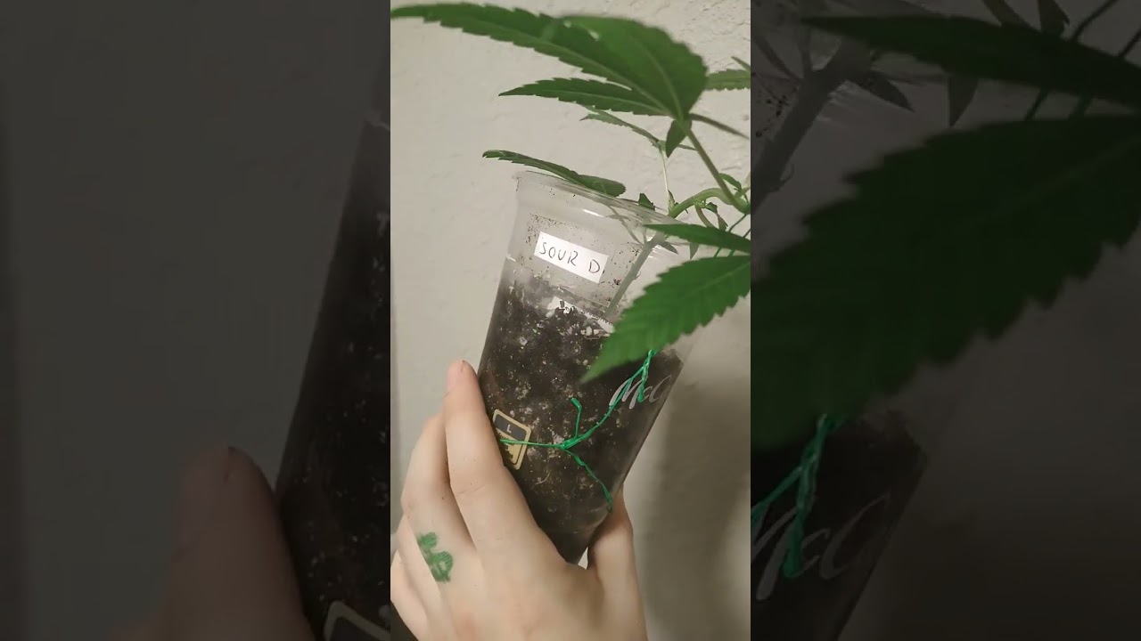 solo cup to 7 gallon an watch her grow!🪴 