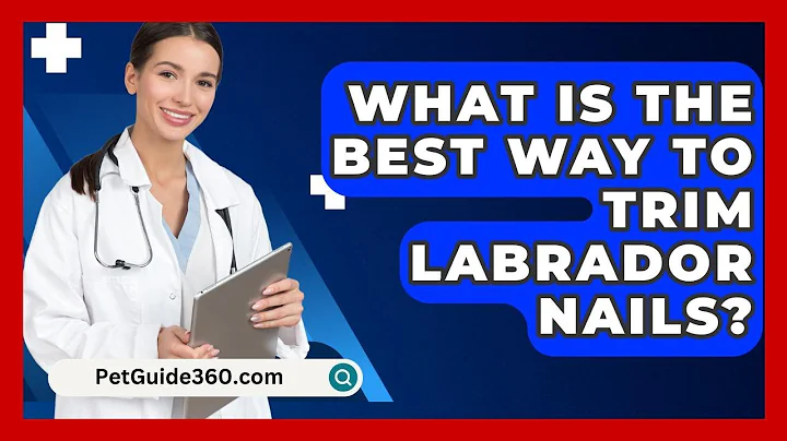 What Is The Best Way To Trim Labrador Nails? - PetGuide360.com