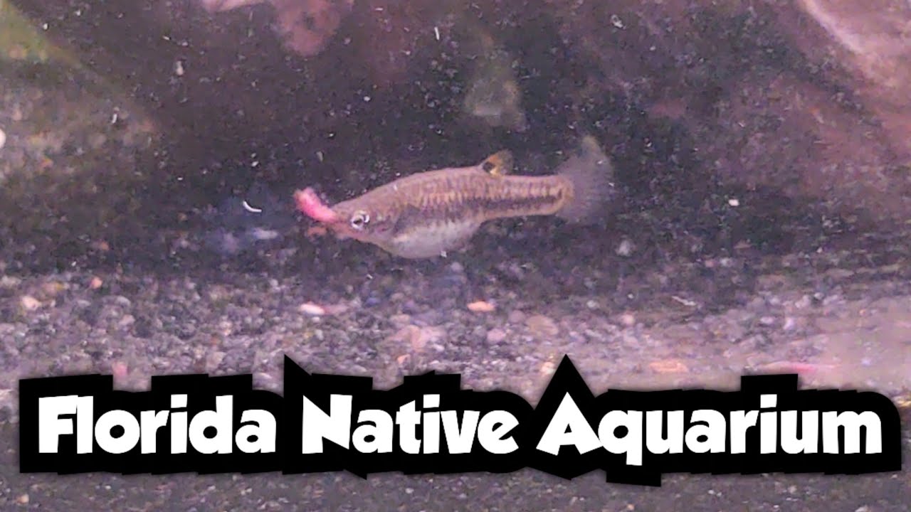 Feeding Frozen Bloodworms to My Least Killifish and Bluefin Killifish | Florida Native Aquarium